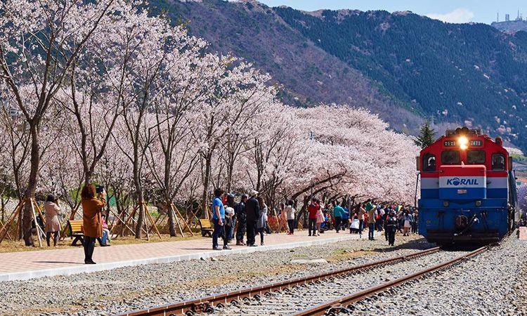9 เทศกาลชม ดอกไม้ในเกาหลี 2019 มาทั้งทีห้ามพลาด!